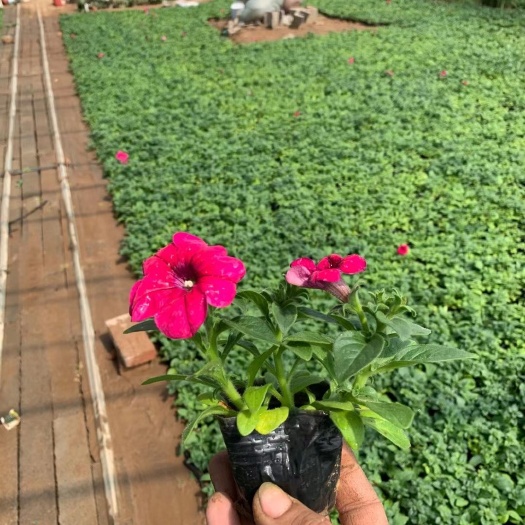 青州市矮牵牛  玫红牵牛，大量出货，需要的老板询价