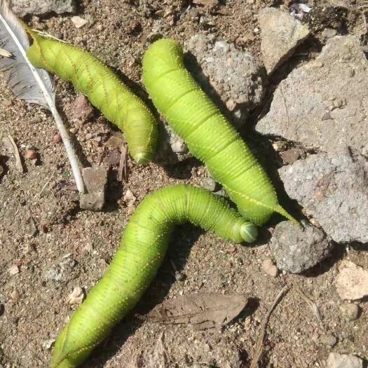遂溪县 找收购豆虫商家