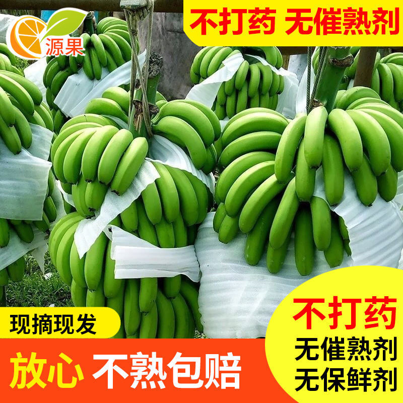 【涠洲火山岛香蕉】代办一件代发市场批发落地配等原产地发货