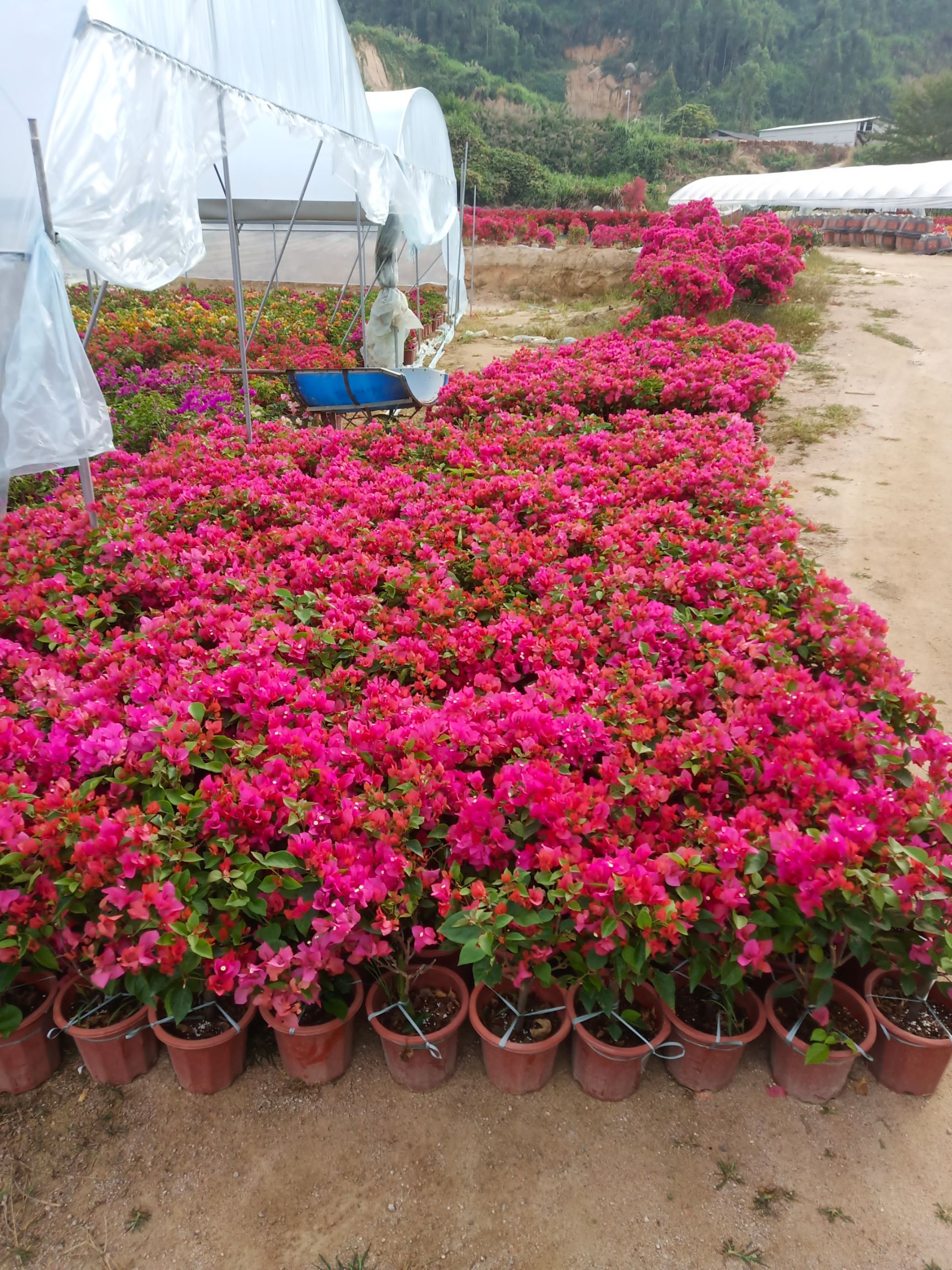 紫红三角梅  三角梅小红盆，三角梅球，三角梅基地