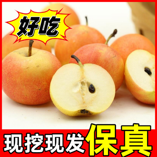 盖州市南果梨苗  量大基地直销，当年结果，量大优惠，现挖现发。