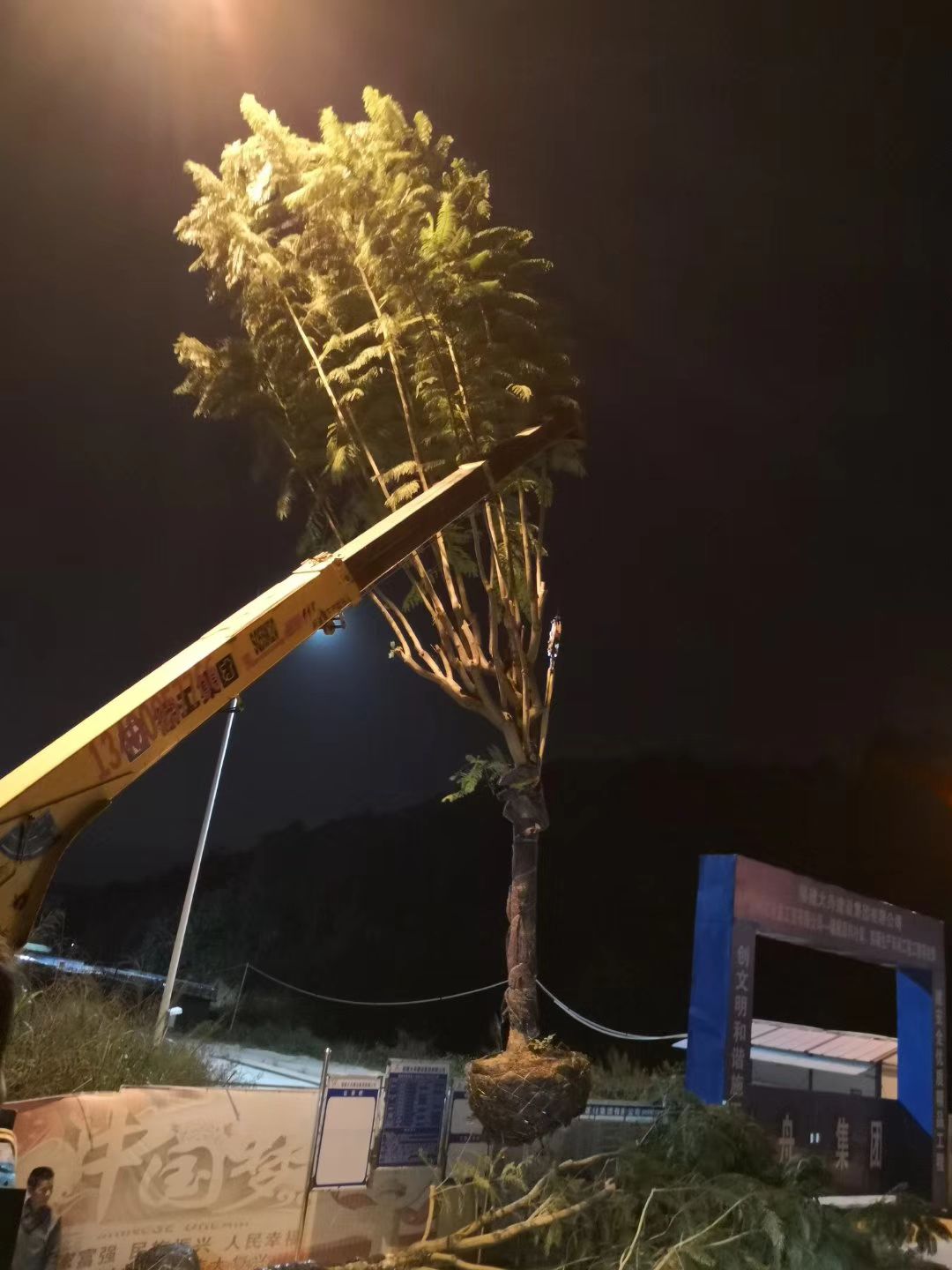 蓝花楹地苗，8-20公分，质优价廉