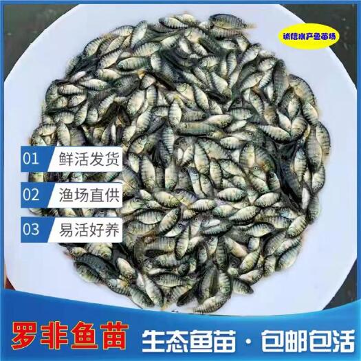 高州市海南一号快大罗非鱼苗，每月可以增产三两