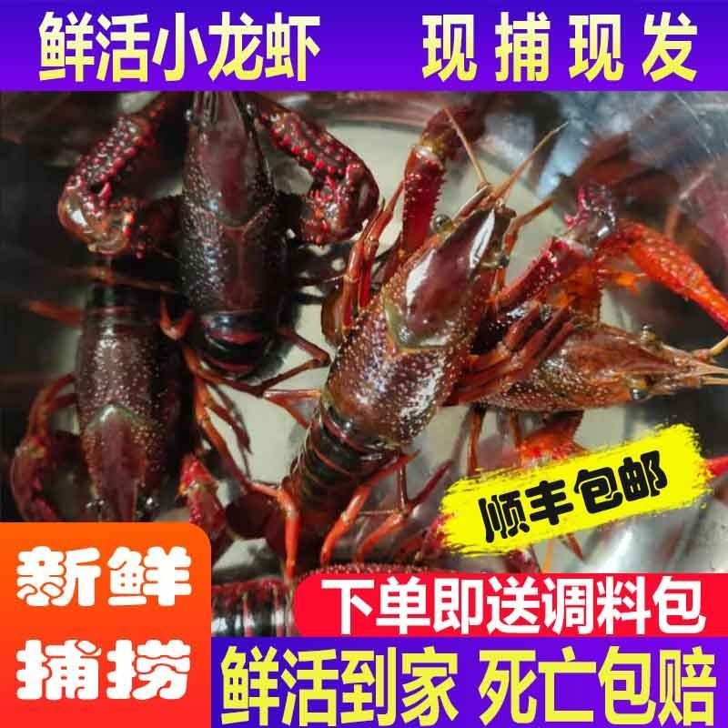 重庆发货小龙虾清水虾麻辣小龙虾鲜活大龙虾十三香小龙虾