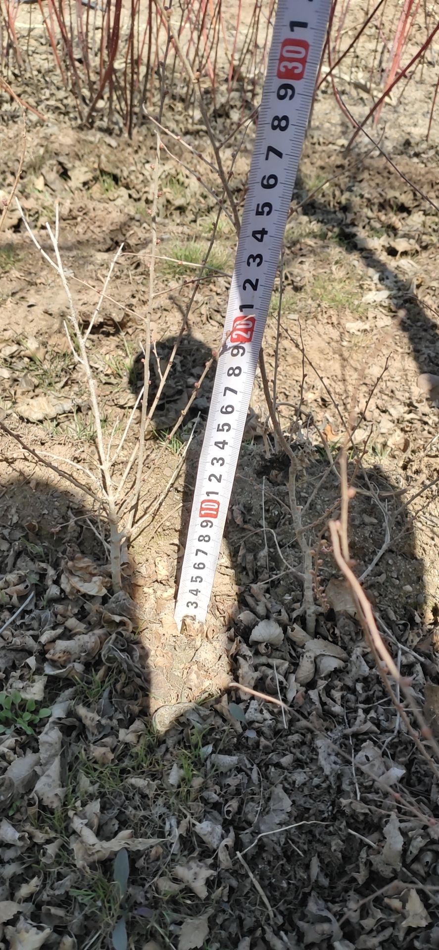 榆树苗！金叶榆