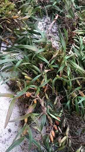建始县川贝母 平贝母