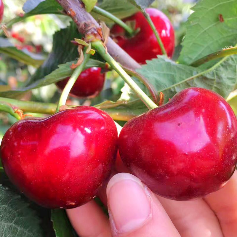 俄罗斯8号樱桃苗  俄罗斯8号大樱桃