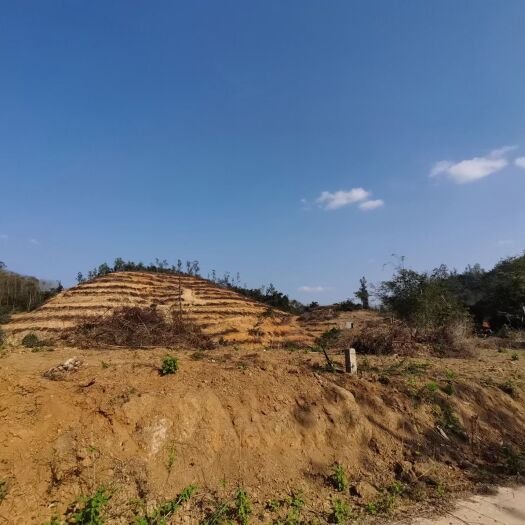 儋州市果园 出租土地10000亩种植地位于海南省儋州市
