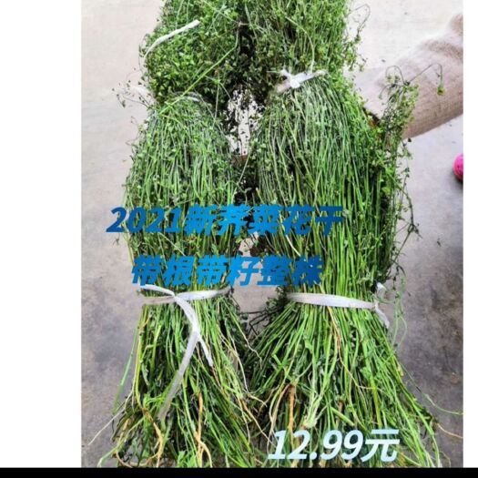临颍县野生荠菜花带根和子