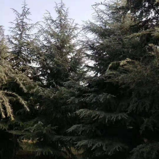 喜马拉雅雪松  超低价出售6米起步雪松，上面冠好下面有脱