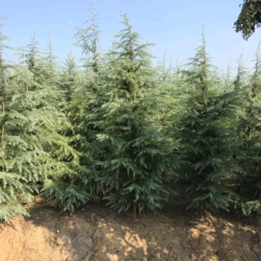 邳州市普通雪松 常年出售雪松 雪松2.5－3.5米