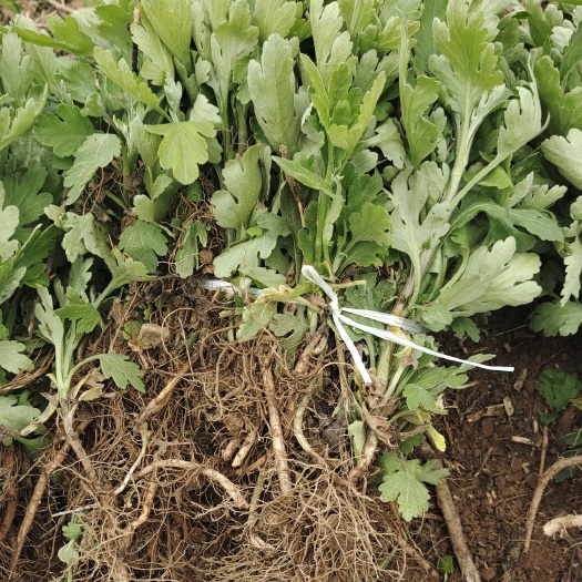 鹿邑县 金丝皇菊苗，婺源黄菊苗，北京菊苗，贡菊苗，大板七月菊苗