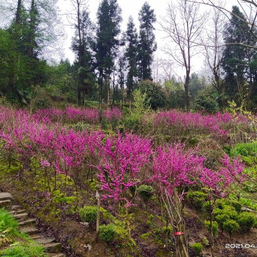 红花紫荆  紫荆，地径1－5公分，树型优美，数量有限，欲购从