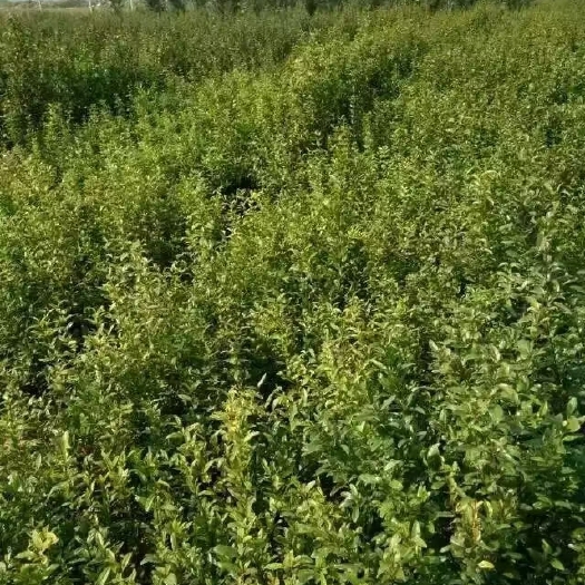 荥阳市突尼斯软籽石榴树苗 石榴树苗