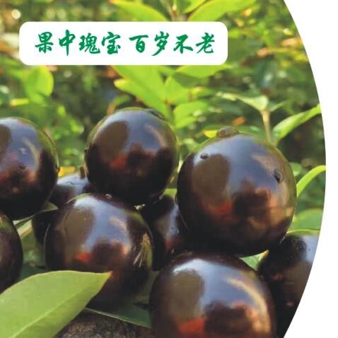 广州树葡萄  嘉宝果批发价，果园直供，外省走冷链，包装好，稳定供货欢迎来谈