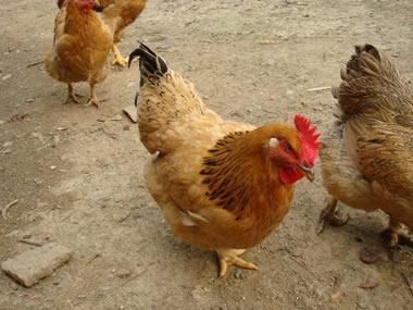 土鸡母鸡走地鸡2年老母鸡，自繁自养肉质鲜美均重3.5斤左右