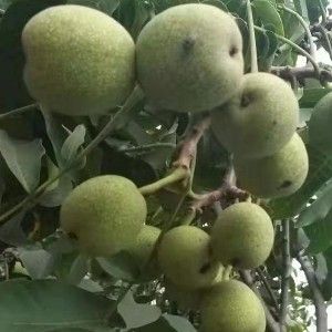 大宁县青皮核桃