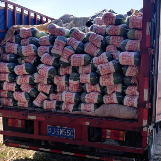 莘县长豇豆  豆角冬瓜大量上市了