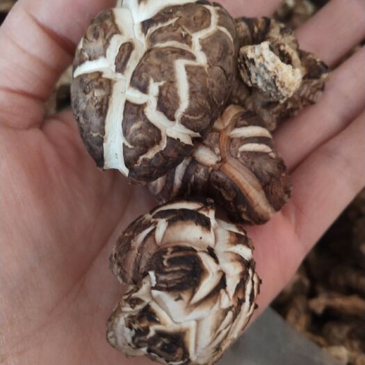 保康县椴木菇  香菇上新货椴木花菇，板菇，大片菇，麻花菇规格齐全包