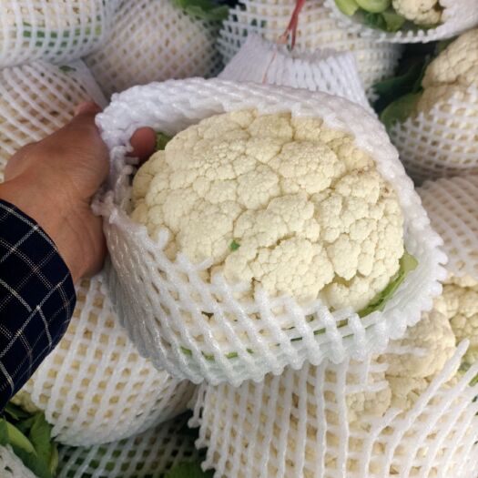 三原县白花菜花 菜花大量上市。欢迎全国财政全国科长采购。