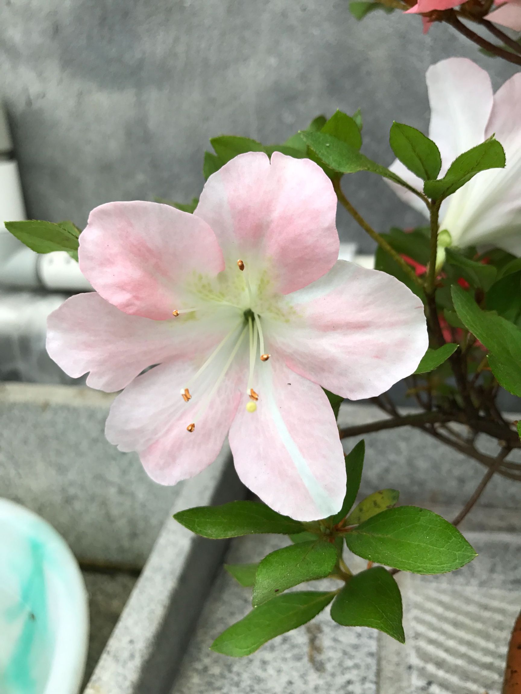 名贵稀有品种杜鹃花:煌阳带花苞 5年苗 杆粗壮