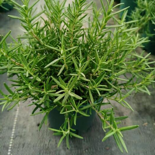 长沙迷迭香盆栽 基地花卉批发绿植小盆栽加仑盆迷迭香