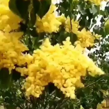 盐城黄金丁香树