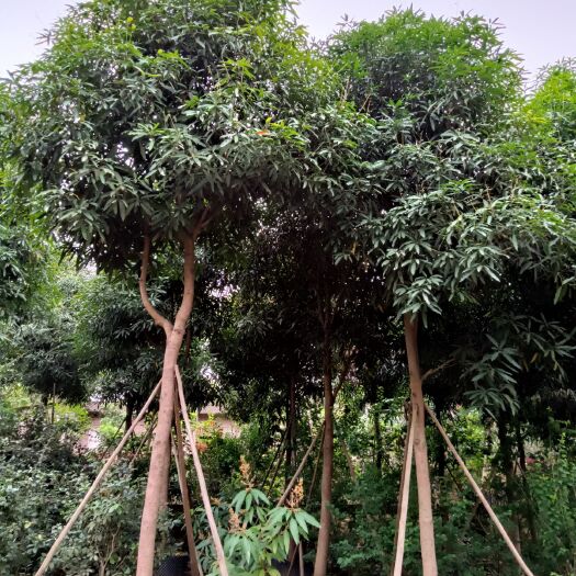 南宁扁桃树  扁桃、粉花山扁豆、澳洲火焰木、紫花风铃木、美丽木棉、扁桃、火