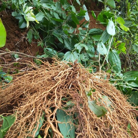 钟山县大伸筋草  牛尾菜，牛尾结，，货足干无硫晒干货