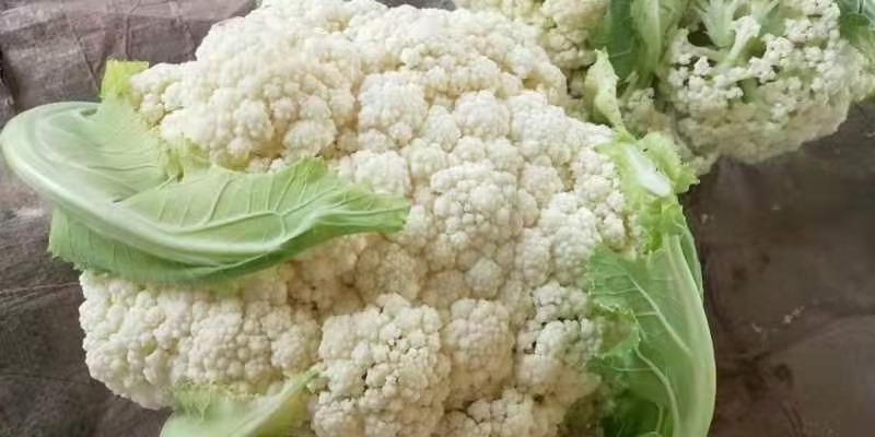 上海 有机花菜
