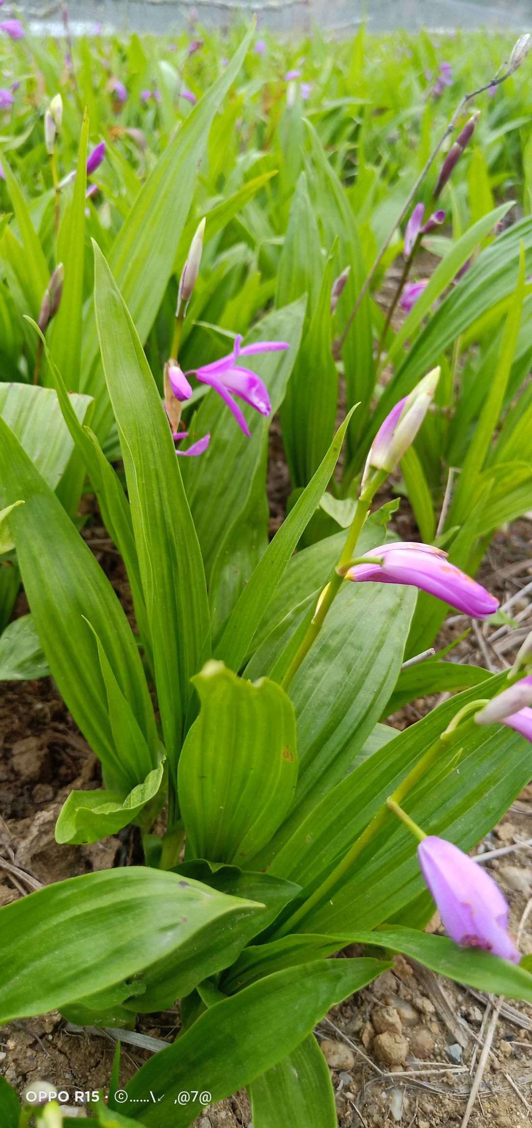 紫花白芨苗