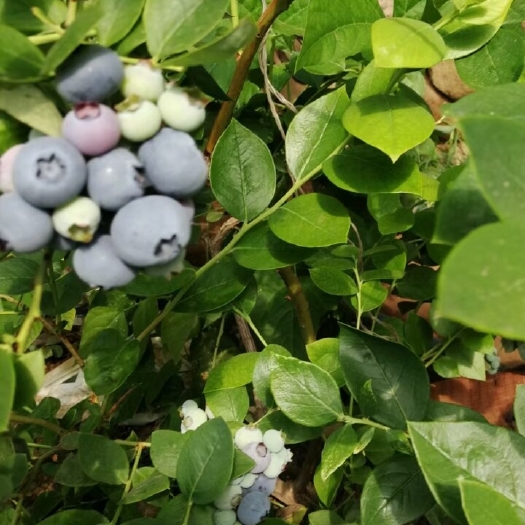 绥中县奥尼尔蓝莓 绥中本地特产蓝莓大量上市
