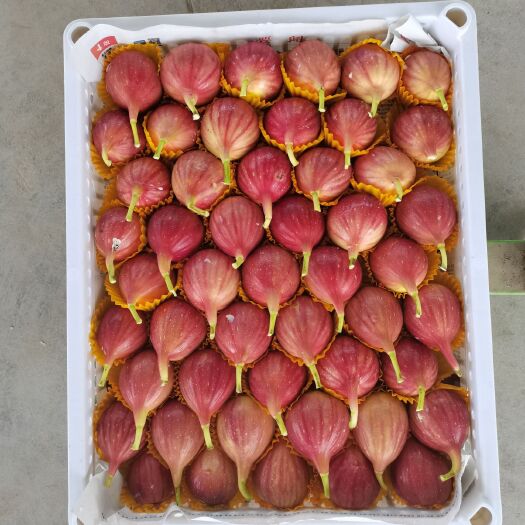 兰溪市波姬红无花果  产地直供优质波姬红+马斯义陶芬无花果 有多年代办经验