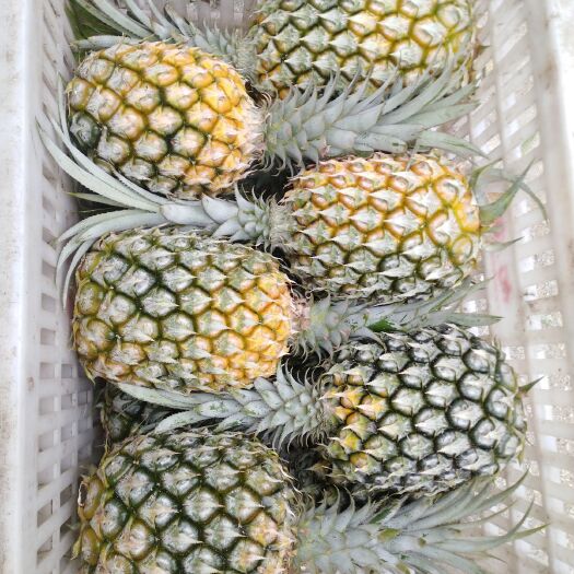河口县河口香水菠萝