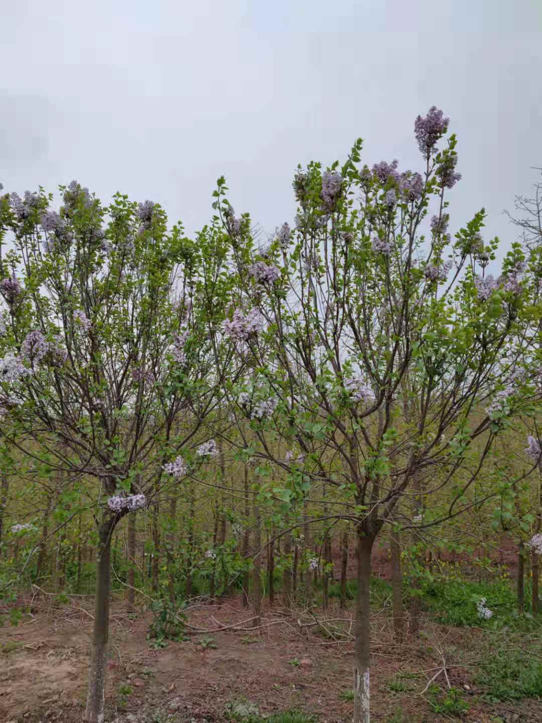 紫丁香种植基地