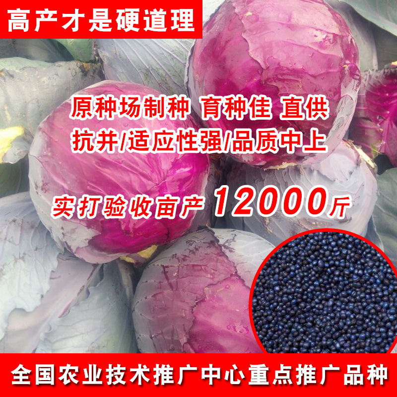 紫甘蓝种子结球紧实口感脆甜卷心菜包心菜农田菜园易种紫甘蓝种子