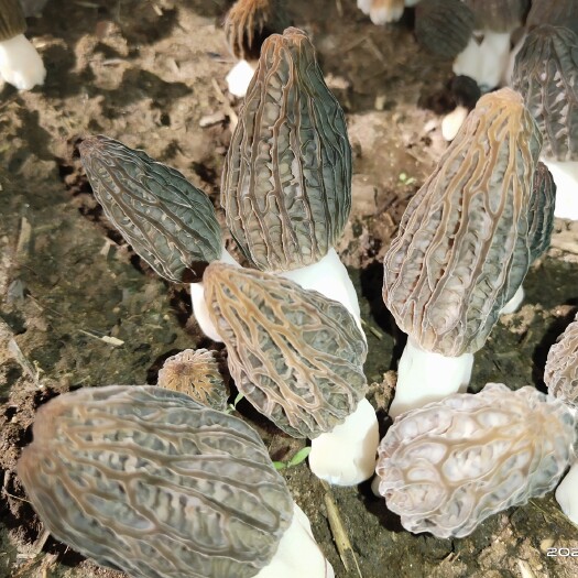 临西县鲜羊肚菌以开始上市，质量不错，欢迎采购！
