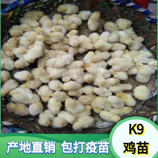 静宁县土鸡苗  鸡苗【孵化房直供】好养耐热耐寒 红玉 快大型鸡苗【