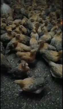 上林县脱温鸡苗 脱温鹅苗  青脚麻鸡黑芦花鸡