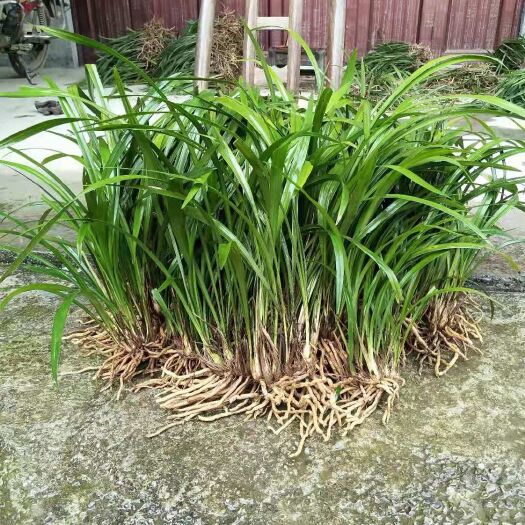 酉阳建兰，新上货，浓香型，不香不要钱今天下单送10苗