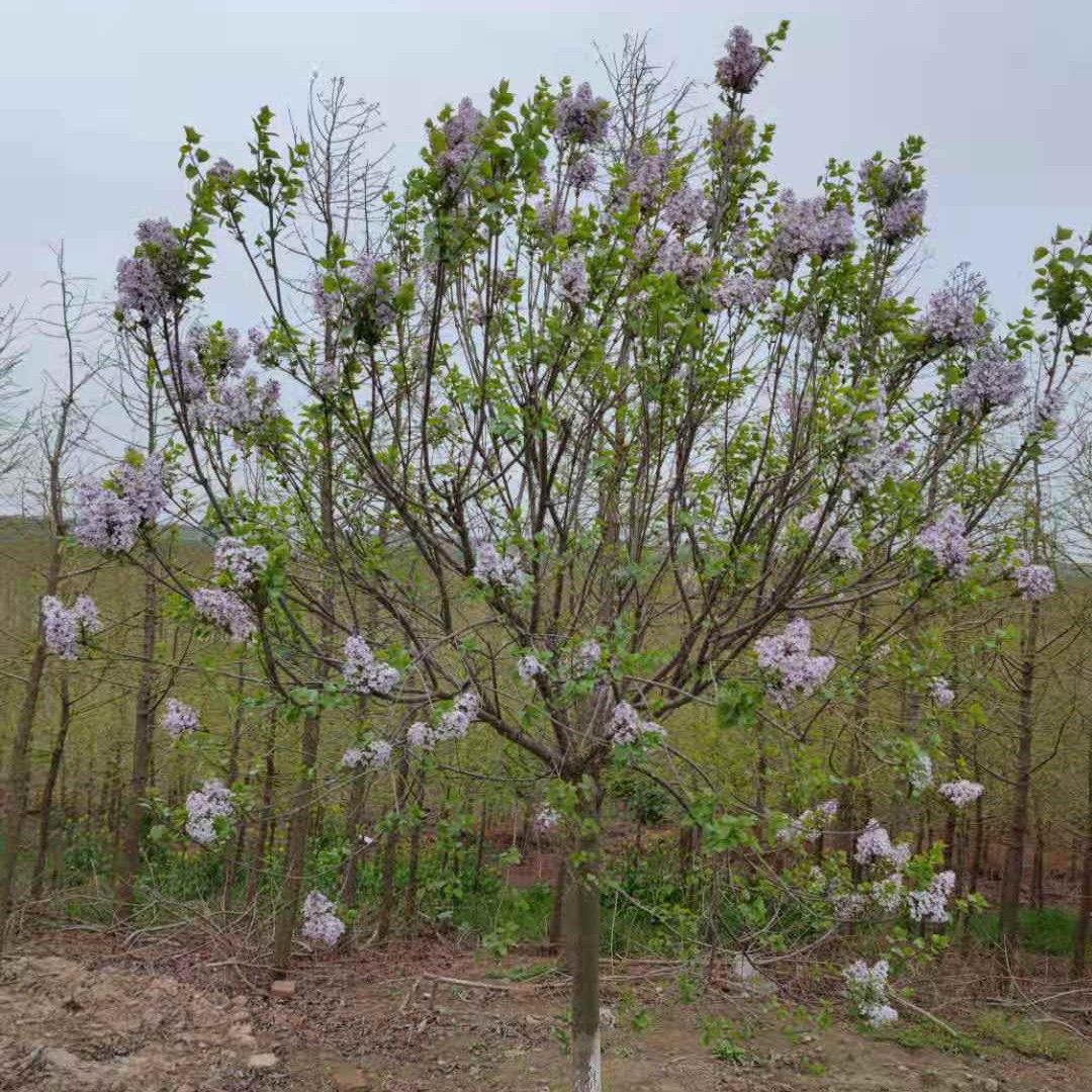 紫丁香种植基地