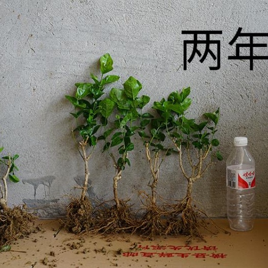 横州市重瓣茉莉 广西横县2年茉莉花苗批发