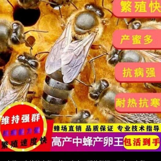广州中华蜜蜂 中蜂王蜜蜂种产卵王蜂王高产王活体阿坝王双色王产卵王新开产王