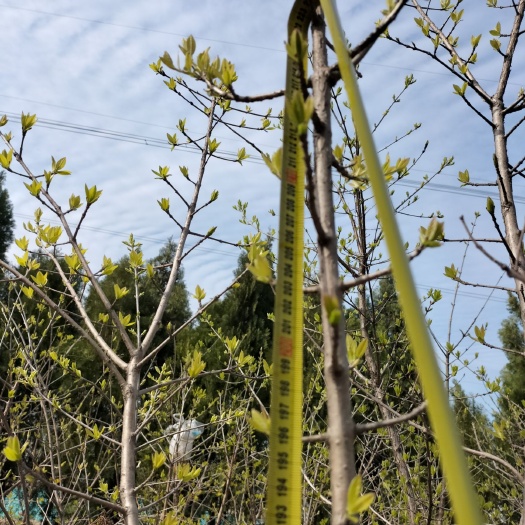 日照流苏树/油根子
