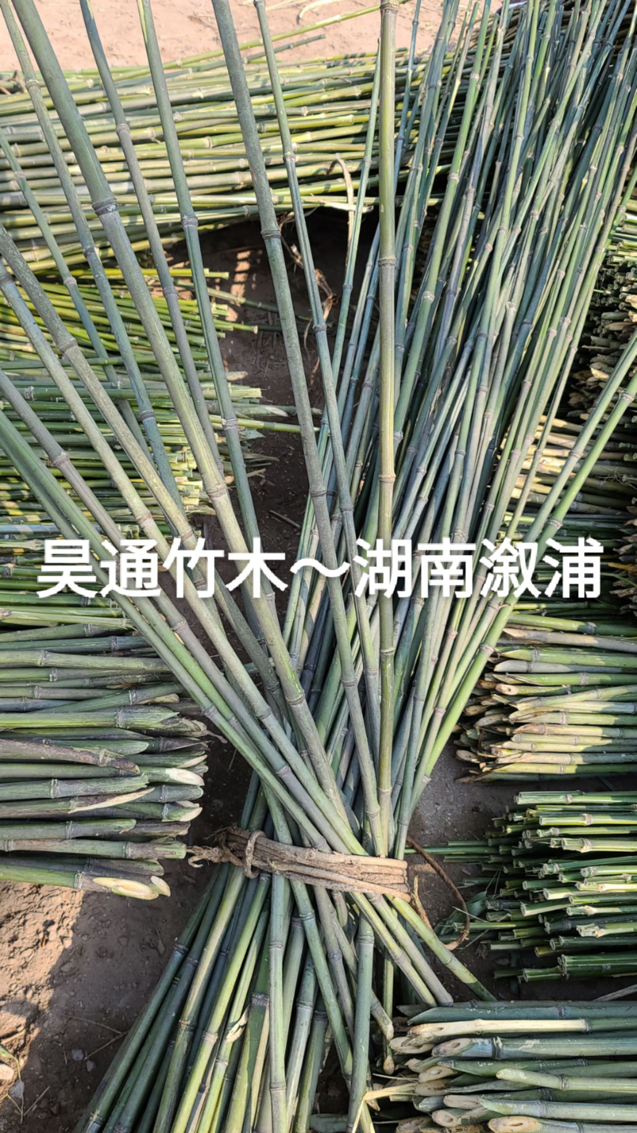 菜架竹～金竹、铁竹6