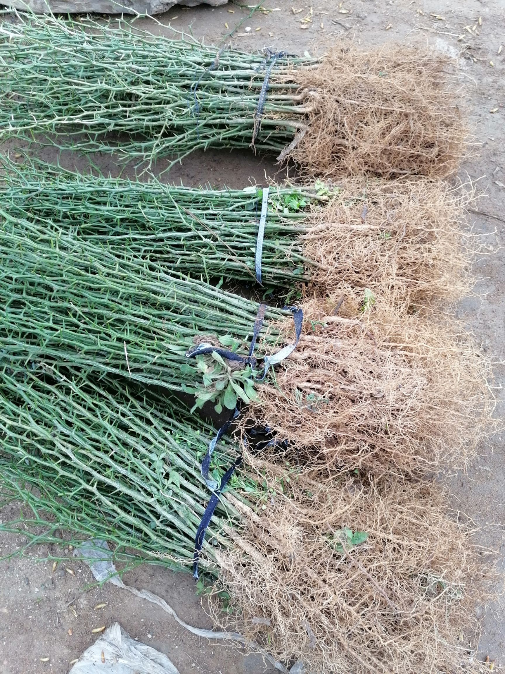 臭橘苗，又名枸橘，铁篱笆。自产自销，保成活。