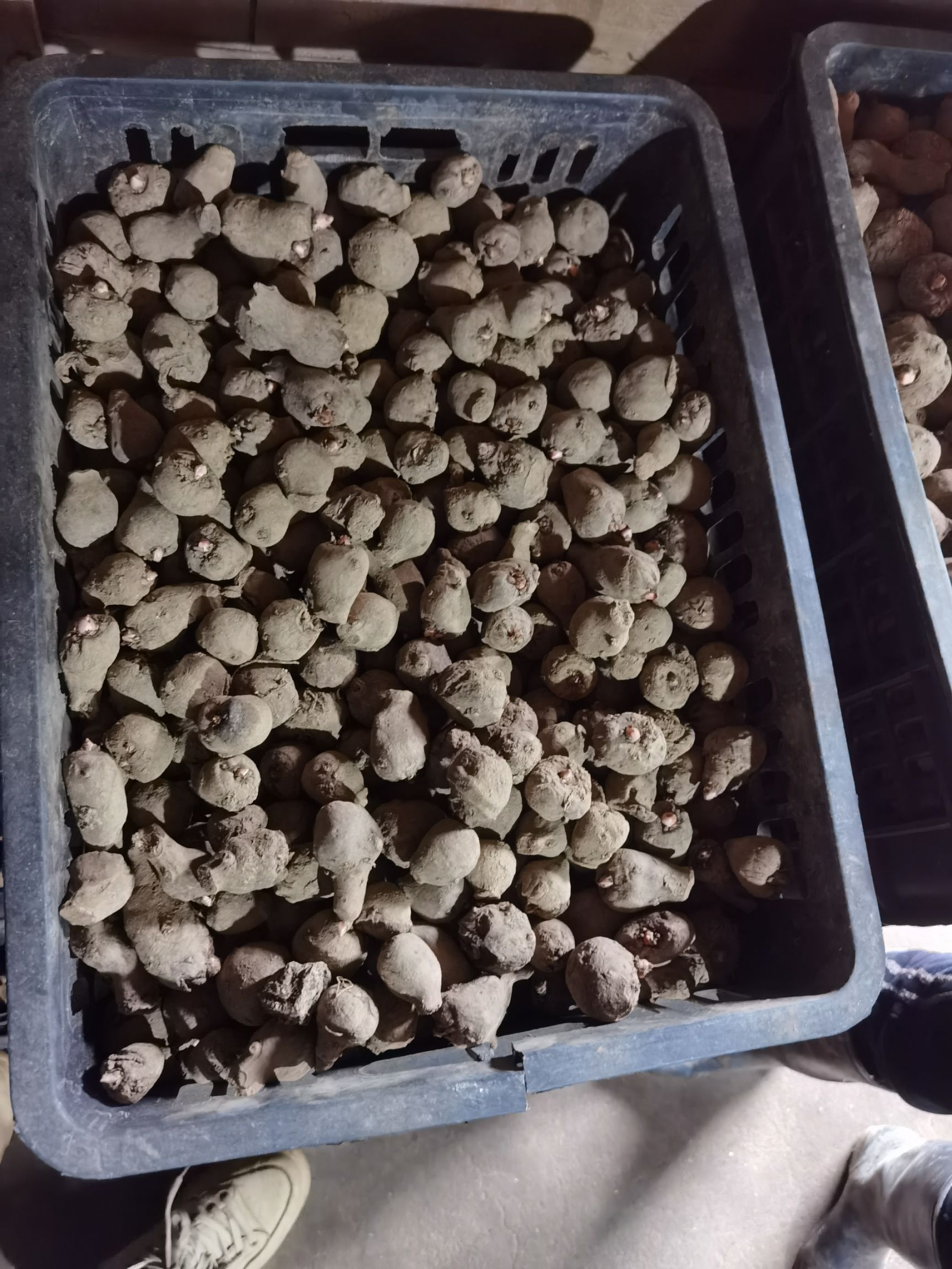 魔芋种子 农户自销价格实惠兴义这边离得近可以直接来看