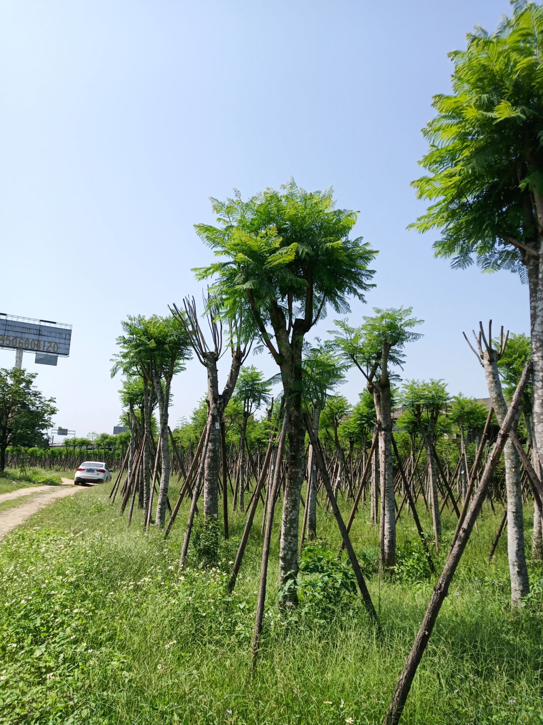 蓝花楹地苗，8-20公分，质优价廉