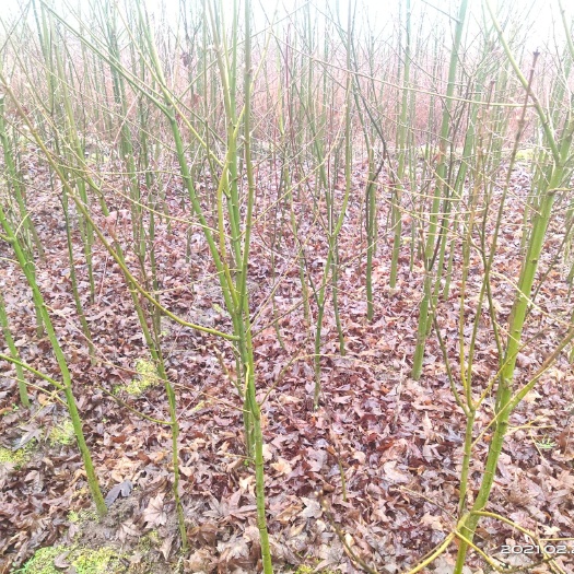 利川市青枫  嫁接红枫好砧木