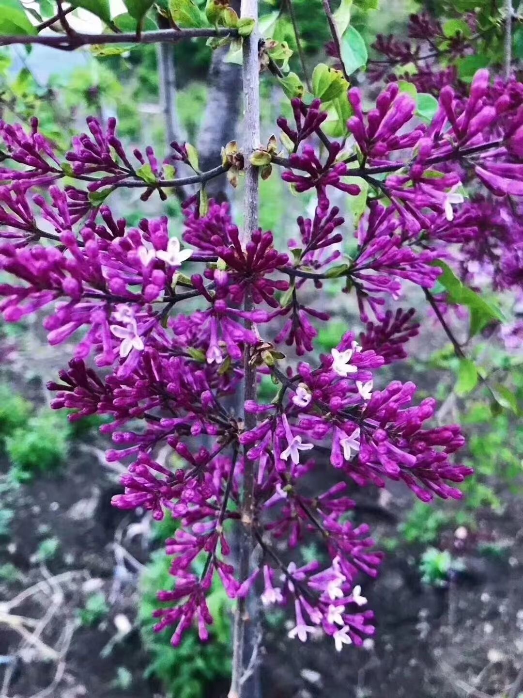 盐城紫丁香种植基地